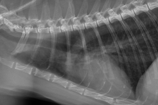 Allez sur la page /les-4-patterns-pulmonaires