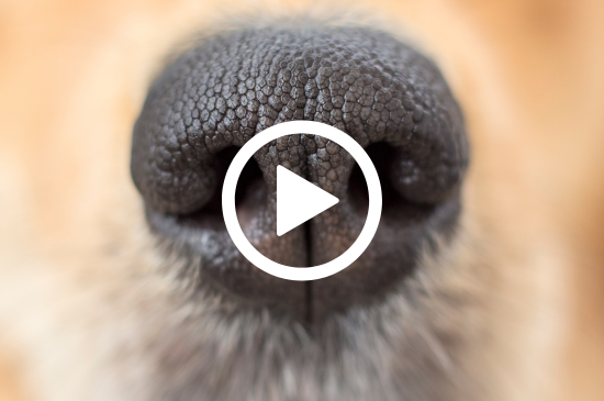 Allez sur la page /neo-animalia-pts-animaux