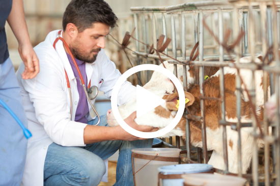 Allez sur la page /neo-animalia-betails-477