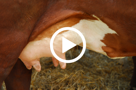 Allez sur la page /neo-animalia-betails-477