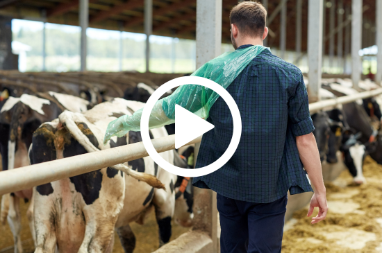 Allez sur la page /neo-animalia-betails-477