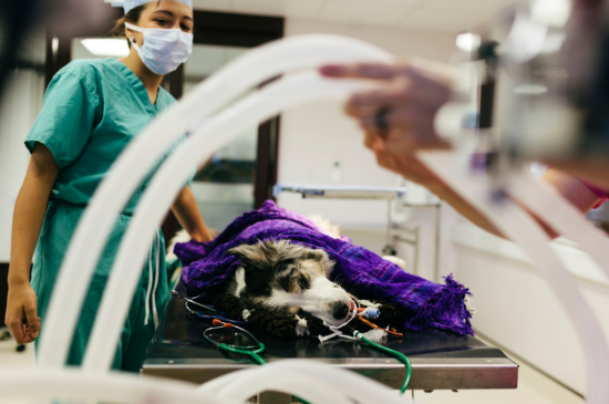 Allez sur la page /massage-cardiaque-chez-le-chien-et-le-chat