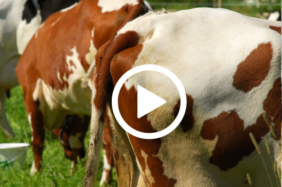 Allez sur la page /neo-animalia-betails-477