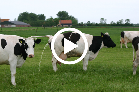 Allez sur la page /neo-animalia-betails-477