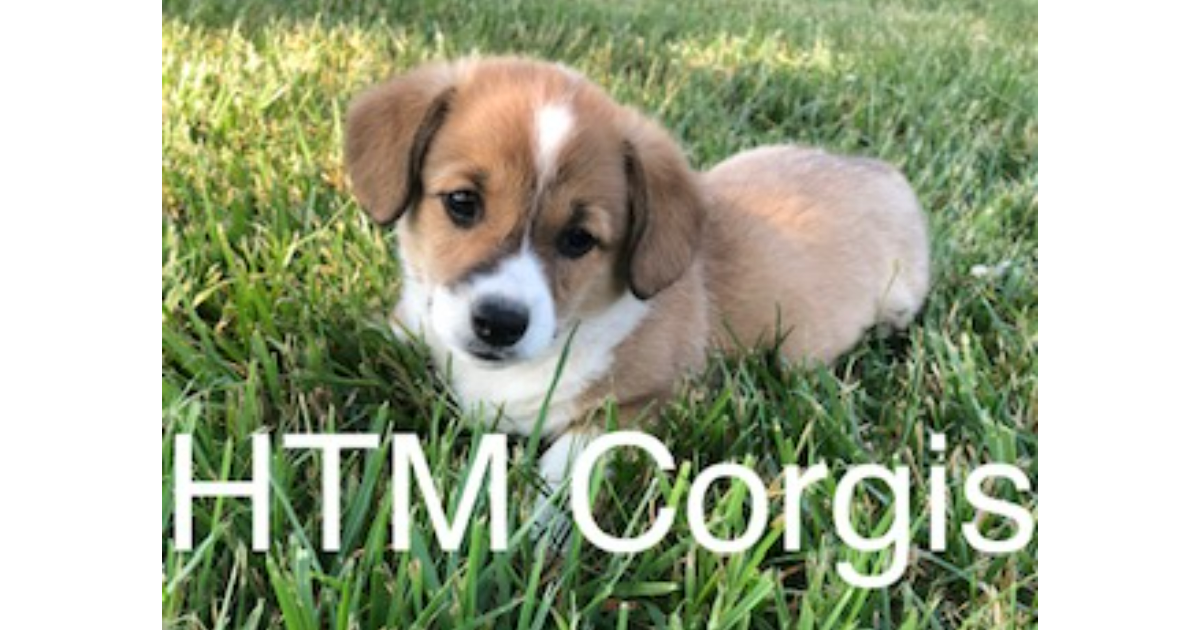 Htm corgi puppies for sale akc pembroke corgi