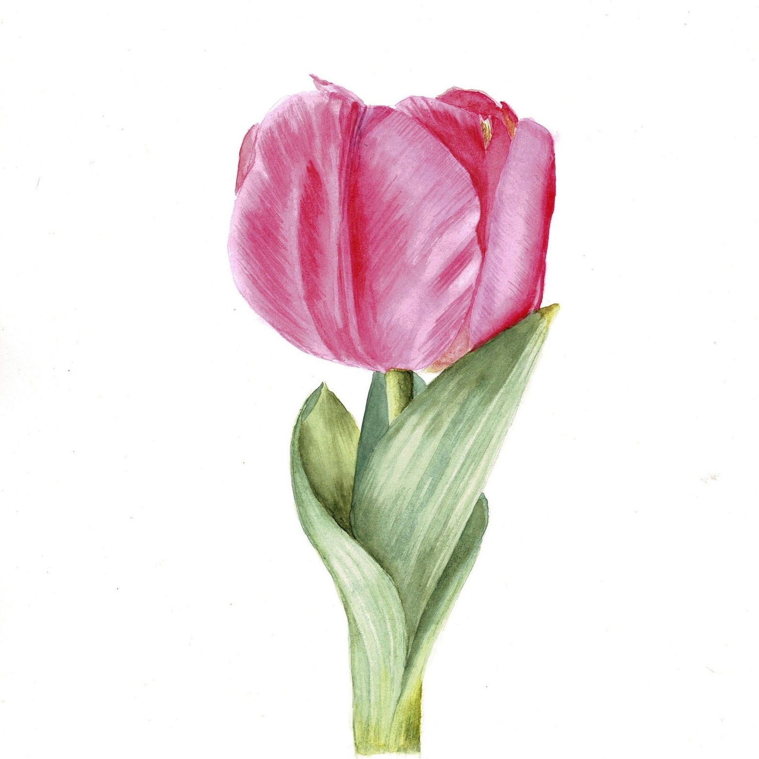 Watercolor of a pink tulip