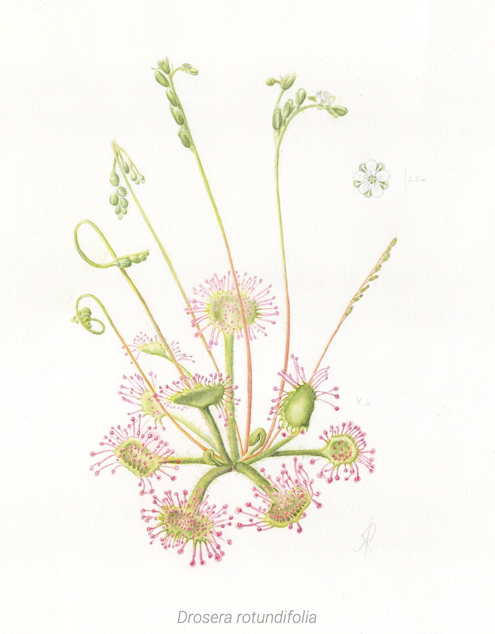 A watercolor painting of a sundew plant, flowering