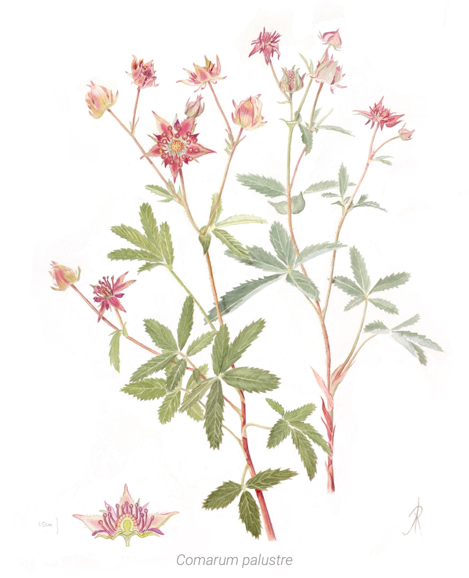 A watercolor painting of a marshlock plant with a section of the flower