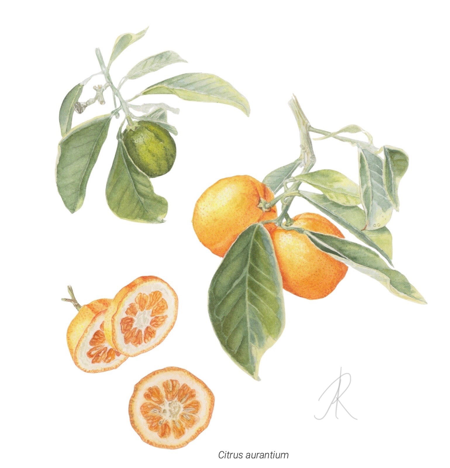 Citrus aurantium watercolor